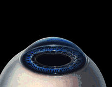 blob.png